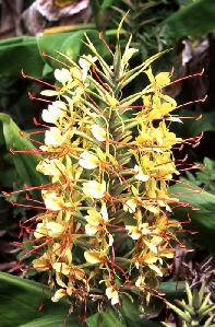 Kahili Ginger (Hedychium gardnerianum)