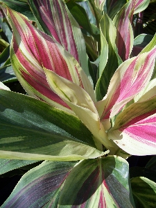 Exotica Ti (Cordyline terminalis 'Exotica')