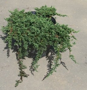 Blue Rug Juniper (Juniperus horizontalis 'Blue Rug')