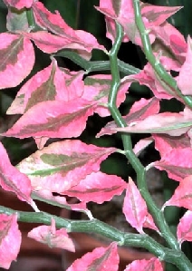Devils Backbone (Euphorbia tithymaloides 'Variegatus')