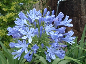 Lily of the Nile (Agapanthus africanus)