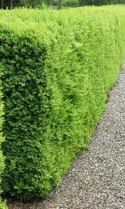 Japanese Boxwood (Buxus microphylla japonica)