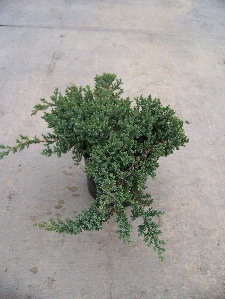 Dwarf Japanese Garden Juniper (Juniperus procumbens 'Nana')