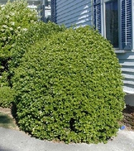 Dwarf Burford Holly (Ilex corunata 'Burfordii Nana')