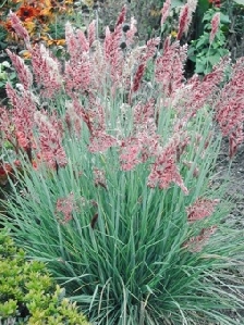 Ruby Grass (Melinus nerviglumis)