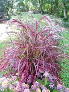 Fireworks Fountain Grass (Pennisetum setaceum 'Fireworks')
