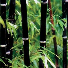 Black Bamboo (Bambusa lako)