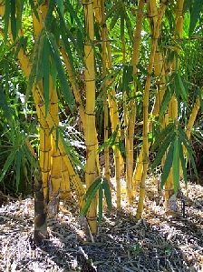 Golden Hawaiian Bamboo (Bambusa vulgaris 'Vittata')