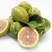 Variegated Pink Lemon (Citrus limon 'Eureka Variegated Pink')