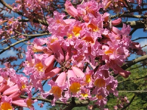 Purple Tabebuia (Tabebuia impetiginosa)