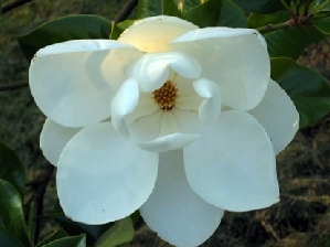 DD Blanchard Magnolia Tree (Magnolia grandiflora 'DD Blanchard')