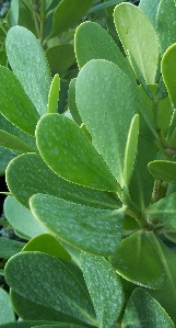 Clusia / Autograph Tree