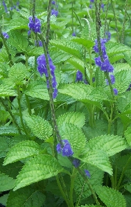 Blue Porterweed (Stachytarpheta jamaicensis)