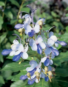 Blue Butterfly Bush (Clerodendrum ugandense)
