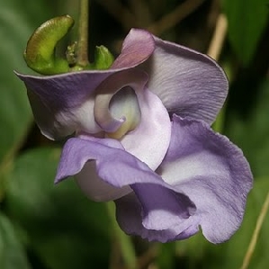 Snail Vine (Vigna caracalla)