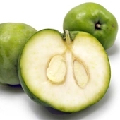 White Sapote (Casimiroa edulis)