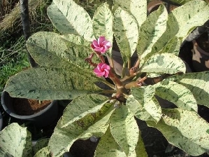 Variegated Frangipani (Plumeria rubra 'Pink Maya')