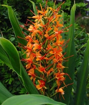 Orange Ginger (Hedychium sakigake)