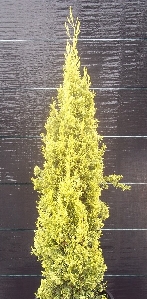 Gold Italian Cypress (Cupressus sempervirens 'Swayne's Gold')