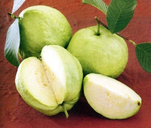 Guava, Asian