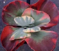Fantastic Kalanchoe (Kalanchoe thrysiflora 'Fantastic')