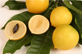 Abiu (Pouteria caimito)