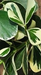 Variegated Clusia (Clusia guttifera 'Variegata')