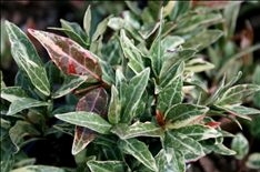 Minima Tricolor Jasmine (Trachelospermum asiaticum)