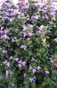Philippine Violet (Barleria cristata)