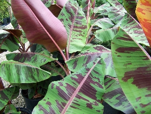 Zebrina Banana (Musa acuminata 'Zebrina')